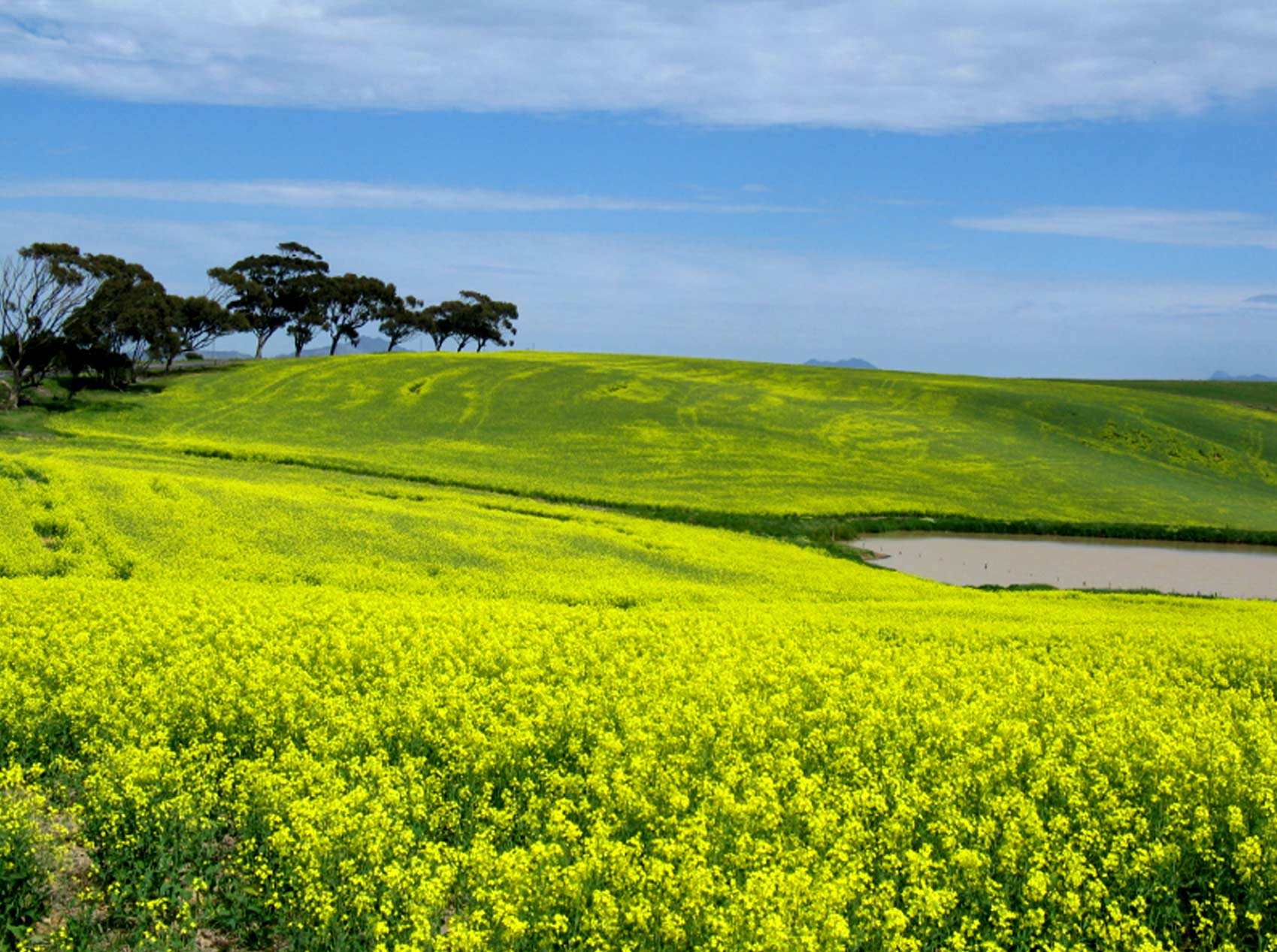 Canola Fields in the Overberg