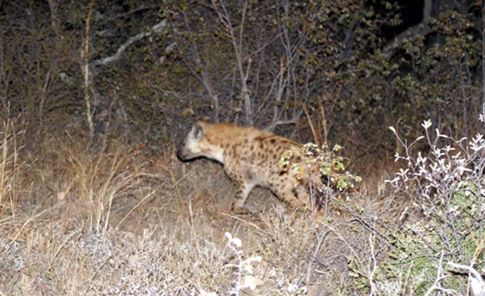 Hyena on the hunt at Kruger
