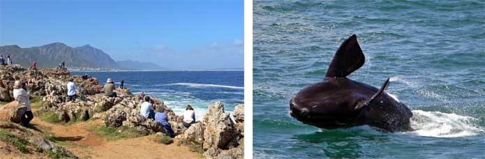 Hermanus - Whale Watching - Walker Bay