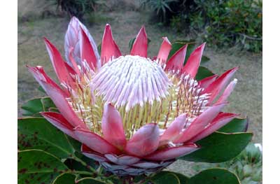 South Africa's National Flower, the King Protea
