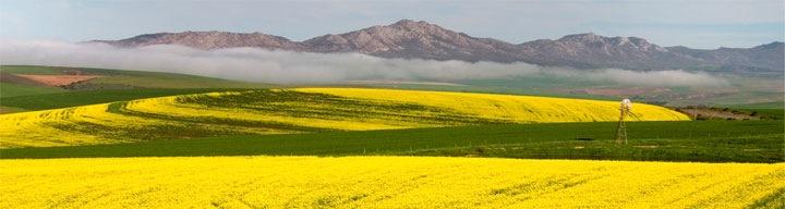 Canola Fields, the Overberg region of the Southern Cape
