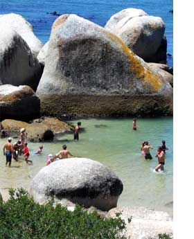 Swim with Penguins at Bouders Beach, Simons Town near Cape Town