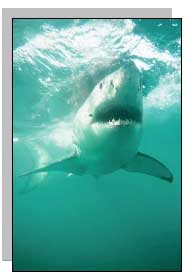 Shark image 
